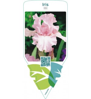 Iris (G)  pink