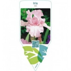 Iris (G)  pink
