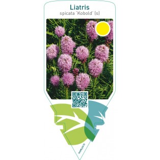 Liatris spicata ‘Kobold’ (s)