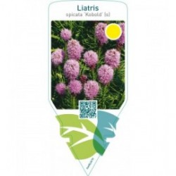 Liatris spicata ‘Kobold’ (s)