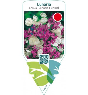 Lunaria annua (Lunaria biennis)