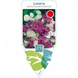 Lunaria annua (Lunaria biennis)