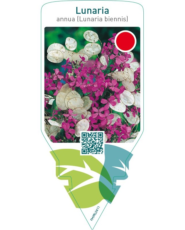 Lunaria annua (Lunaria biennis)