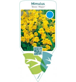 Mimulus ‘Bees’ Major’