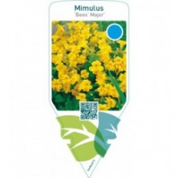 Mimulus ‘Bees’ Major’