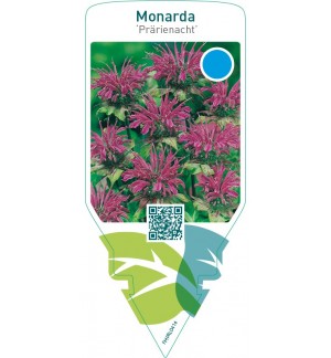 Monarda ‘Prärienacht’
