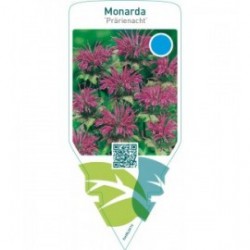 Monarda ‘Prärienacht’