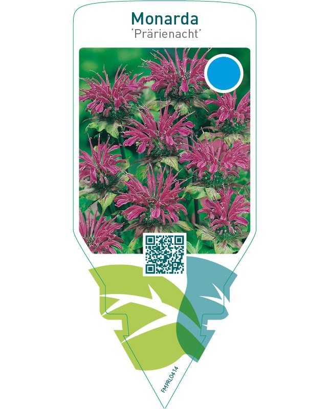 Monarda ‘Prärienacht’