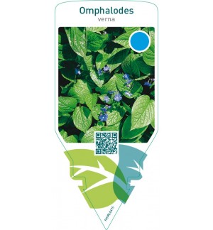 Omphalodes verna