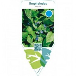 Omphalodes verna