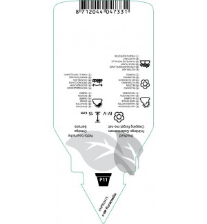 Etichette di Omphalodis verna *