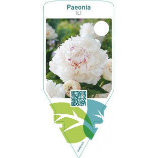 Paeonia (L)  white-red spot