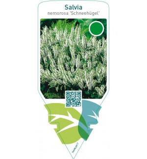 Salvia nemerosa ‘Schneehügel’