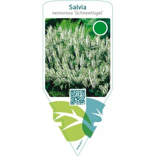 Salvia nemerosa ‘Schneehügel’