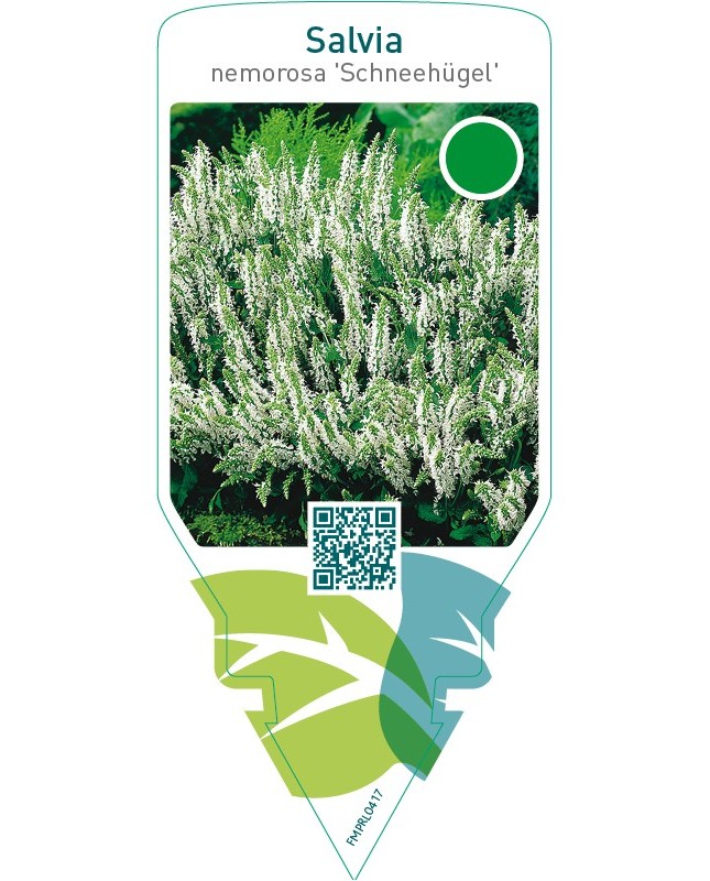Salvia nemerosa ‘Schneehügel’