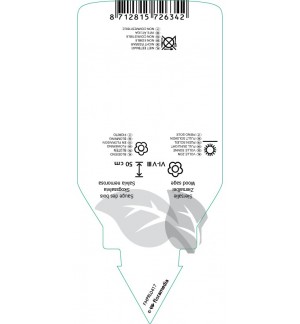 Etichette di Salvia nemerosa ‘Schneehügel’ *