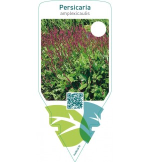 Persicaria amplexicaulis
