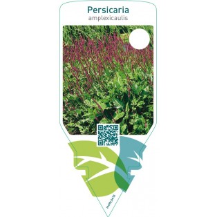 Persicaria amplexicaulis