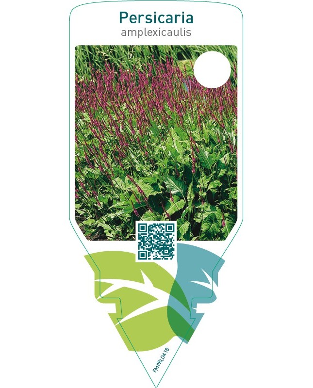 Persicaria amplexicaulis