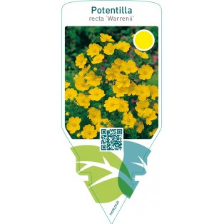 Potentilla recta ‘Warrenii’