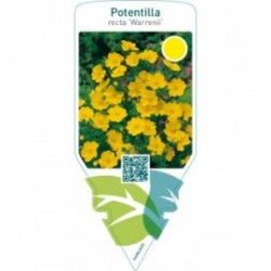 Potentilla recta ‘Warrenii’