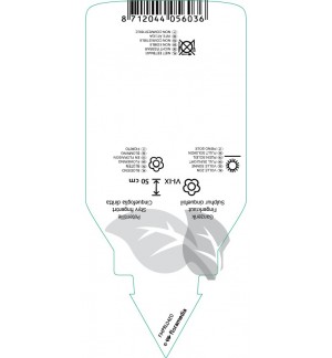 Etichette di Potentilla recta ‘Warrenii’ *