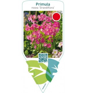 Primula rosea ‘Grandiflora’