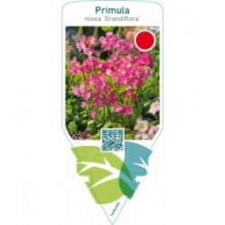Primula rosea ‘Grandiflora’