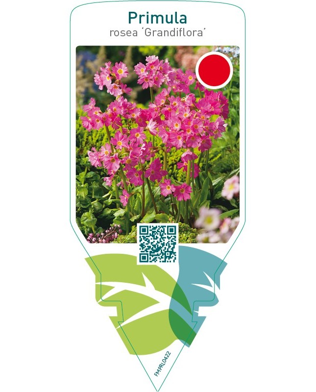 Primula rosea ‘Grandiflora’