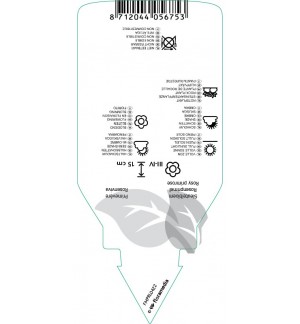 Etichette di Primula rosea ‘Grandiflora’ *