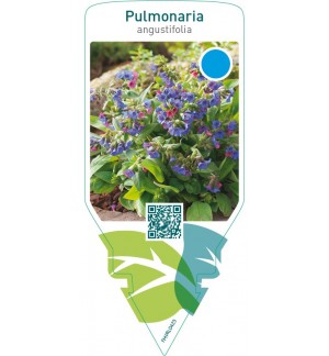 Pulmonaria angustifolia