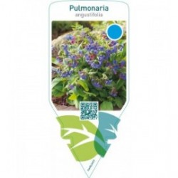 Pulmonaria angustifolia