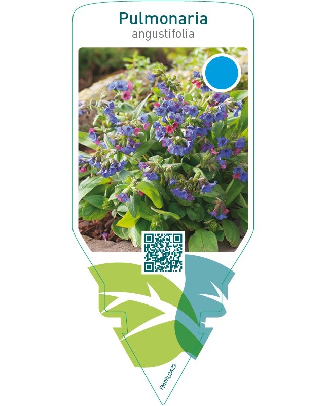 Pulmonaria angustifolia