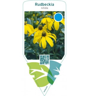 Rudbeckia nitida