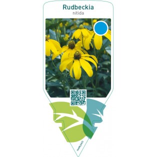 Rudbeckia nitida