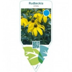 Rudbeckia nitida
