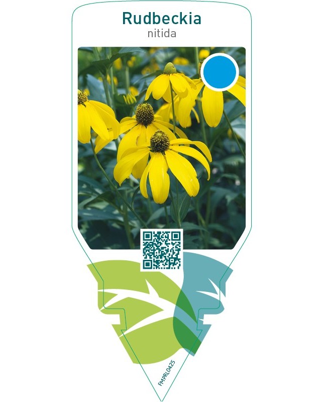Rudbeckia nitida