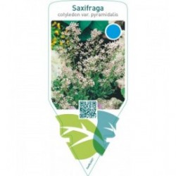 Saxifraga cotyledon pyramidalis