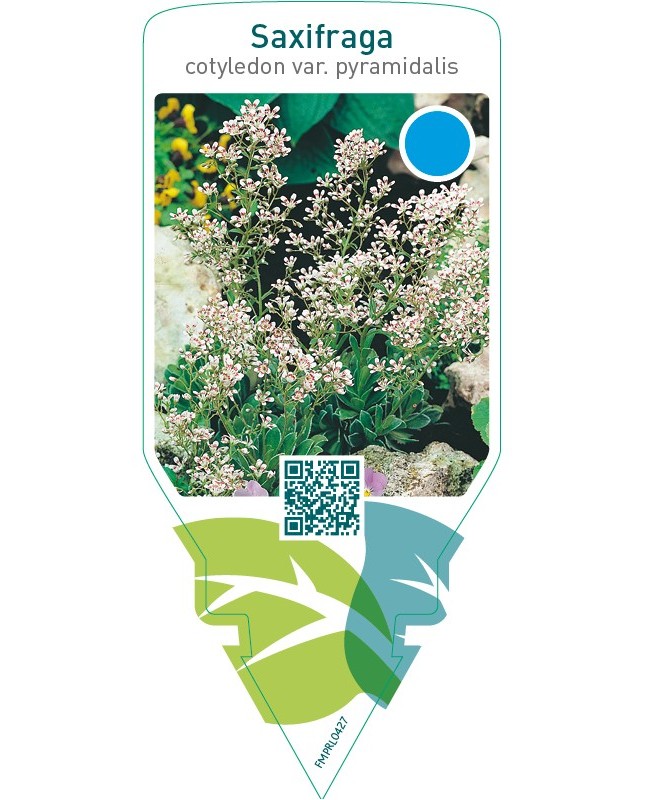 Saxifraga cotyledon pyramidalis