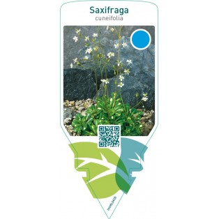 Saxifraga cuneifolia