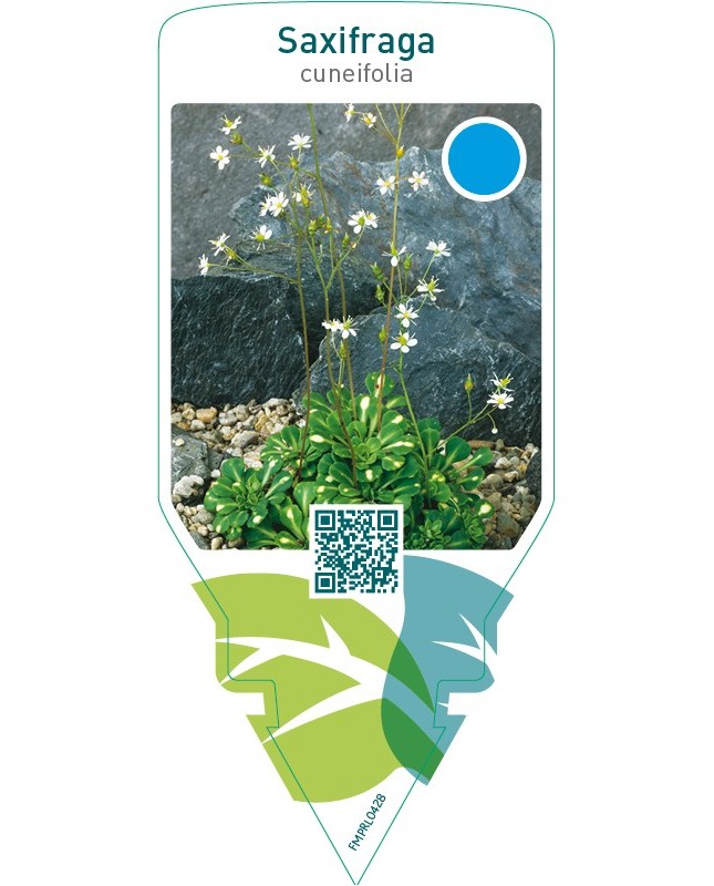 Saxifraga cuneifolia