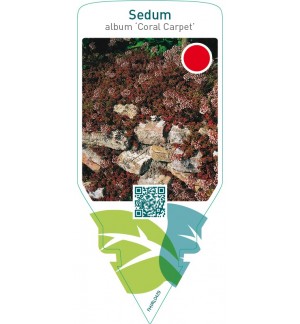Sedum album ‘Coral Carpet’