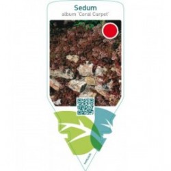 Sedum album ‘Coral Carpet’