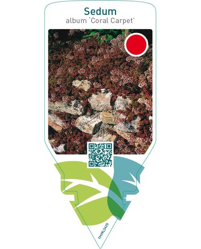 Sedum album ‘Coral Carpet’