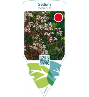 Sedum laconicum