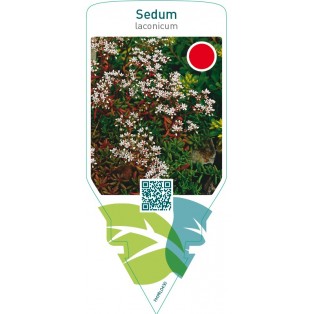 Sedum laconicum