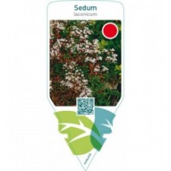 Sedum laconicum