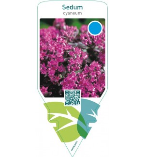 Sedum cyaneum