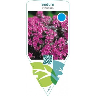 Sedum cyaneum
