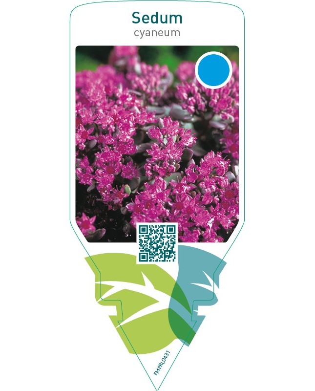 Sedum cyaneum